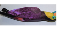 3d bird Models