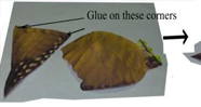 paper Models