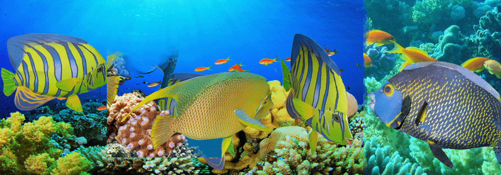 Angelfish Paper Craft 3d Model