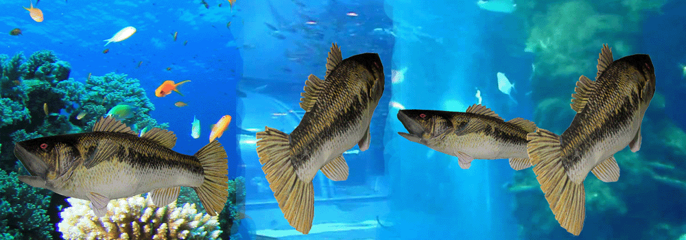 Fish Bass Paper Craft 3d Model