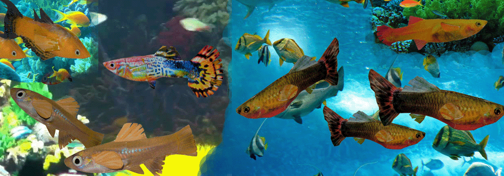 Fish Guppy Paper Craft 3d Model