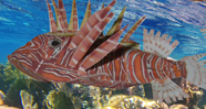 Paper Craft Model Fish Lion