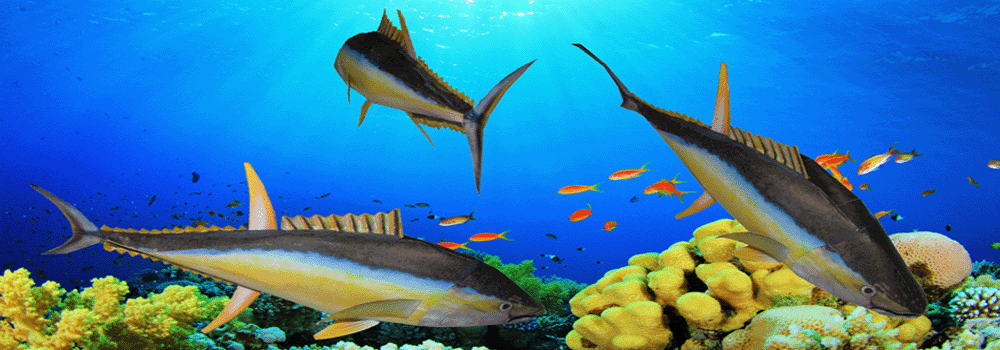 Fish Tuna Paper Craft 3d Model