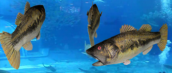 How to make Fish Models Paper Craft