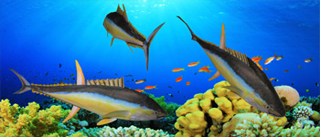 make Fish Models Paper Craft