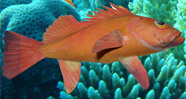 Rock Fish Paper   Model