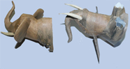 Elephant  Model