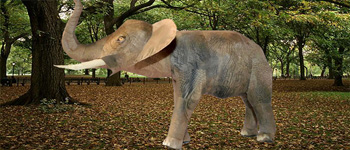 Paper Craft 3d Animals Models