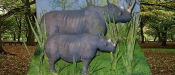  Animals Models