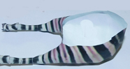 Zebra Paper  Model