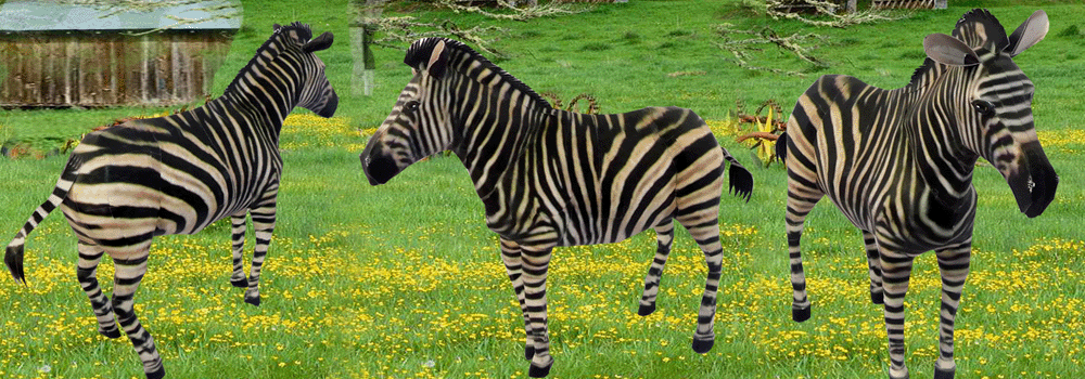 Zebra Paper Craft 3d Model