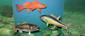 Make 3D Paper Craft Models