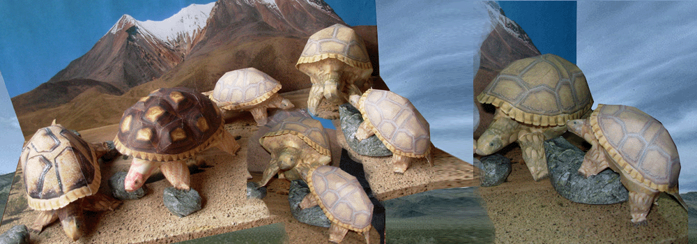 Tortoise Paper Craft 3d Model