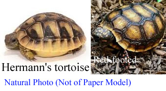  download paper Models